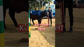 K D F A मेला रोहतक murrahcalf virelshorts dairyfarm motivational motivation trending shorts [upl. by Resee397]