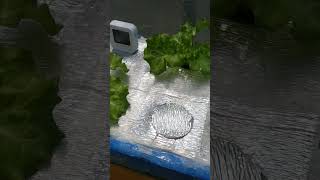 checkout my Hydroponically grown lettuce hydroponics kratkymethod thankyouforwatching [upl. by Assilav]