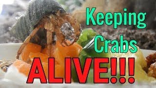 How to keep hermit crabs ALIVE [upl. by Ffej]