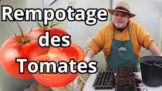 Comment rempoter efficacement vos tomates dans des godets de 8cm [upl. by Nirehs]