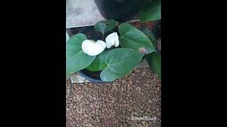 anthurium plants garden [upl. by Kimura23]