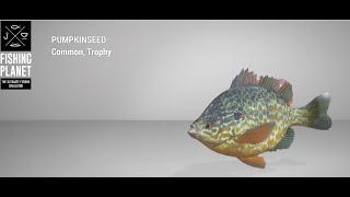 Fishing Planet  Falcon Lake  Trophy  Pumpkinseed  Spin [upl. by Ettenahs]