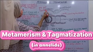 METAMERISM AND TAGMATIZATION IN ANNELIDS  BS ZOOLOGY  MILLER amp HARLEY [upl. by Airdnal]