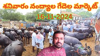 శనివారం నంద్యాల గేదెల మార్కెట్  Nandyal Buffalo Market  గేదెలు కొన్న సమాచారం  नंदयाला भैंस बाजार [upl. by Refinej739]