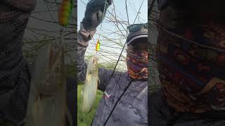 Wallago Attu Fishing catfish shorts fishingvideo [upl. by Otir]