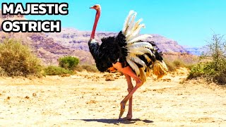 The REAL Reason Ostriches Are SO Majestic [upl. by Ynittirb]