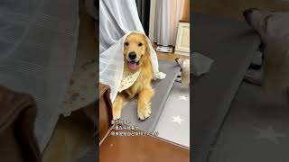 Mona Li Len Golden Retriever Thin Dog Cute Pet Daily Record [upl. by Yenettirb]