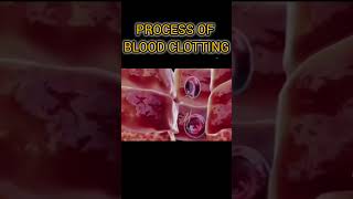 Process of Blood Clotting  Animation  You need to Know facts science knowledge [upl. by Jereme]