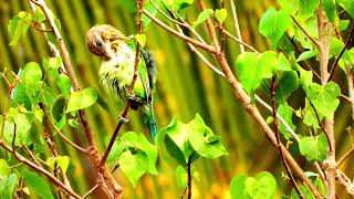 Whitecheeked barbet call 📞Psilopogon viridisGreen barbet call barbet bird sound [upl. by Geiss]