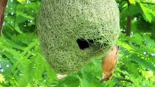 Nest Make From Green Grass Channel Lovely Bird You Welcome please watch videos Make Nest by Green [upl. by Ahsrop]