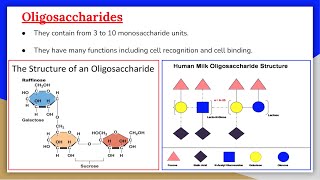 Carbohydrates 5 Oligosaccharides [upl. by Bridge]