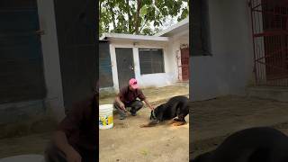 Thandiyeo Me Dog Bhi Nahane Se Daarte Hai 🫤 shorts winter dog pets ytshorts dailyvideo [upl. by Gowrie]