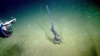 Stunning Siphonophore  Nautilus Live [upl. by Lemar40]