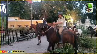 Bheema Elephant  ಭೀಮನ ಟಕ್ಕರ್ ಗೆ ಬೆಚ್ಚಿದ ಅಶ್ವದಳ LifeInWild [upl. by Aznarepse722]