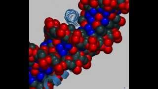 bZip Transcription Factors Picking up DNA with chopsticks [upl. by Lladnek935]