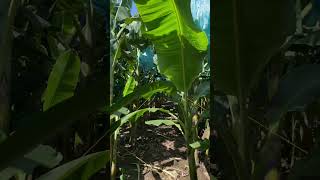 PLÁTANO HARTÓN CULTIVADO EN COLOMBIA  AGRICORP SAS colombia plátanocolombiano agricultura urabá [upl. by Lara108]