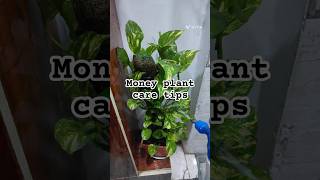 Money plant grow shorts trendingshorts ytshorts moneyplantcare [upl. by Vitale]