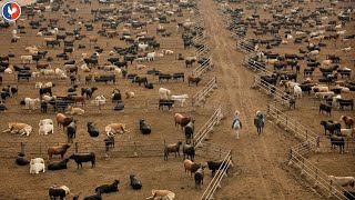 Plus Grand Ferme Bovins  Comment agriculteur américain élève des millions de bovins [upl. by Zawde]