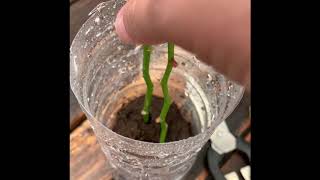 How To Grow Orchids From Stem Cuttings [upl. by Adnhoj]