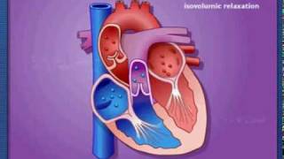 Cardiac Cycle  Systole amp Diastole  Metacafe2mpg [upl. by Hutchison225]