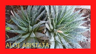 Aloe Aristata Suculenta [upl. by Aissirac]