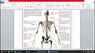 Anatomia la colonna vertebrale [upl. by Papert]