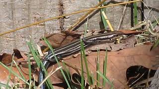 backyard reptiles lizard sunning on leaves in late september sun american five line skink [upl. by Hael]