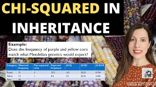 Chi squared in inheritance Using chisquared to prove Mendelian genetics [upl. by Ayoral]