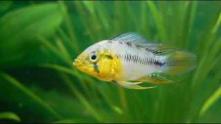 Apistogramma Borellii  Umbrella Cichlid  Borellis Cichlid [upl. by Parthena]