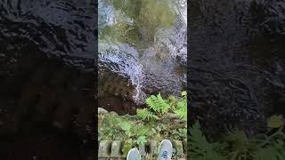 Pebble falling into water [upl. by Mercola762]