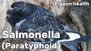 Salmonella or Paratyphoid in Pigeons  Pigeon Health Episode 7 [upl. by Zelikow]