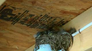 Barn Swallows nest [upl. by Ari400]