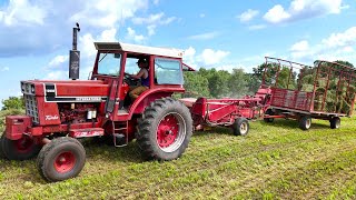 Baling Hay On A Dairy Farm l 2nd Crop Alfalfa Hay l 1066 International Tractor 2024 Hay Season [upl. by Wendin]