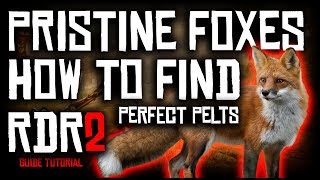 HOW TO FIND PRISTINE FOXES AND GET PERFECT PELTS  RED DEAD REDEMPTION 2  GUIDE TUTORIAL [upl. by Ardene]