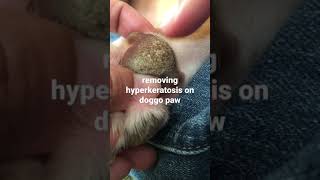 hyperkeratosis on dog’s paw 🐾 please subscribe ❤️❤️❤️ [upl. by Brenk1]