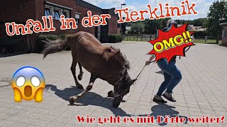 Unfall in der Tierklinik😱  Wie geht es nun mit Dörte weiter [upl. by Ekim]