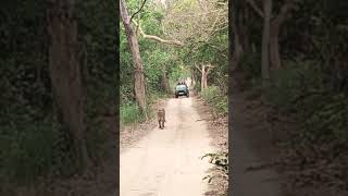 Pilibhit tiger reserve 🐯 pilibhittigerreserve wildlife nature viralvideo [upl. by Ititrefen]