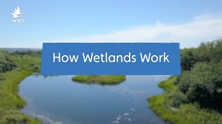 Why Wetlands are Natures SuperSystems  WWT [upl. by Jb]