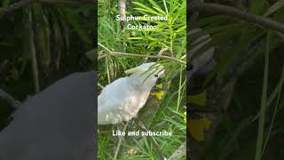 Sulphur Crested Cockatoo [upl. by Aizan284]