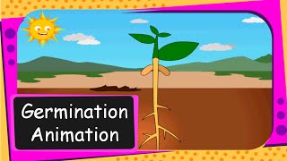 Science  Seed Germination Animation From seed to plant  English [upl. by Di108]