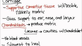 Cartilage and Chondroblasts [upl. by Ainavi99]