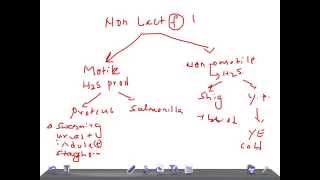 Medical Video Lecture Non Lactose Fermenting Bacteria Microbiology [upl. by Ahsekat]