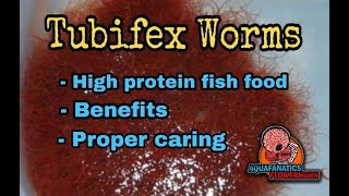 Tubifex Worms [upl. by Oiramed]