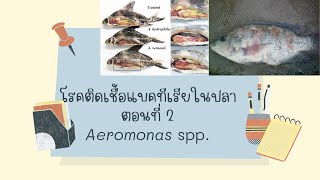 โรคติดเชื้อแบคทีเรียในปลา ตอนที่ 2 Aeromonas spp [upl. by Bellda]