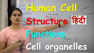 Human Cell in Hindi  The Fundamental Unit Of Life  Organelles  Structure Functions in Hindi [upl. by Goldia562]