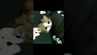 Cute Kitten and Funny Cat Compilation—Watch Now [upl. by Bardo902]