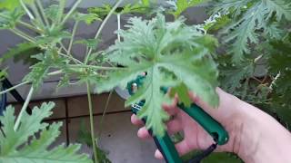 How to easily propagate amp grow a Scented Geranium aka Citronella Mosquito plant [upl. by Ttemme]