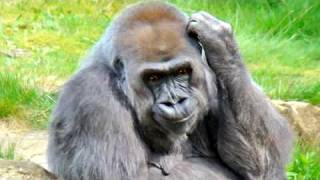 Ethiopian Animatio  Tizita by Gorilla just for fun [upl. by Aimahc]