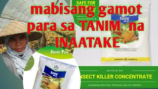 Insecticide spray I SEVEN chemicals I gamot para SA SUCKING AND CHEWING Insects I aphids I bugs [upl. by Yc]