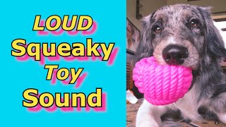 Squeaky Toy Sounds Sounds Dogs React To Sounds that attract dogs prankyourdog squeaky [upl. by Latif]